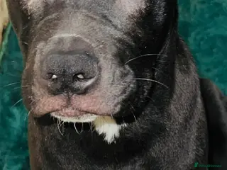 Mixed Breed dogs Staffy X - Advert 10