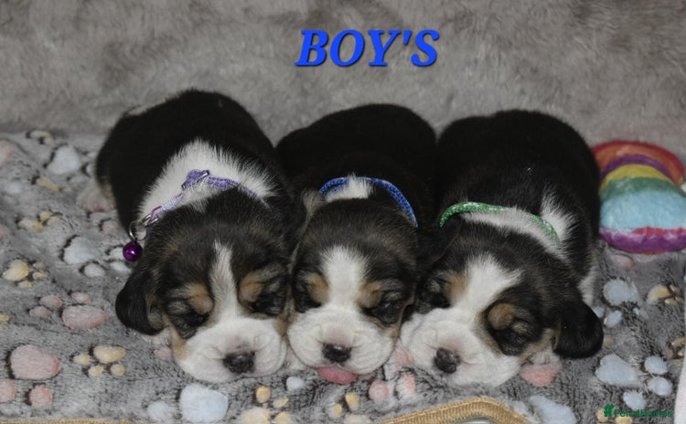 Beagle dogs - Advert 1