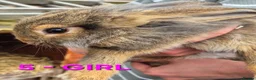 Mixed Breed rabbits for sale: Bunnies for sale in Cannock - Advert 13
