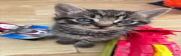 Mixed Breed cats for sale: Beautiful fluffy kittens - Advert 12