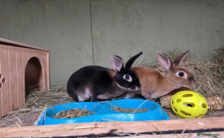 Rex rabbits - Advert 1