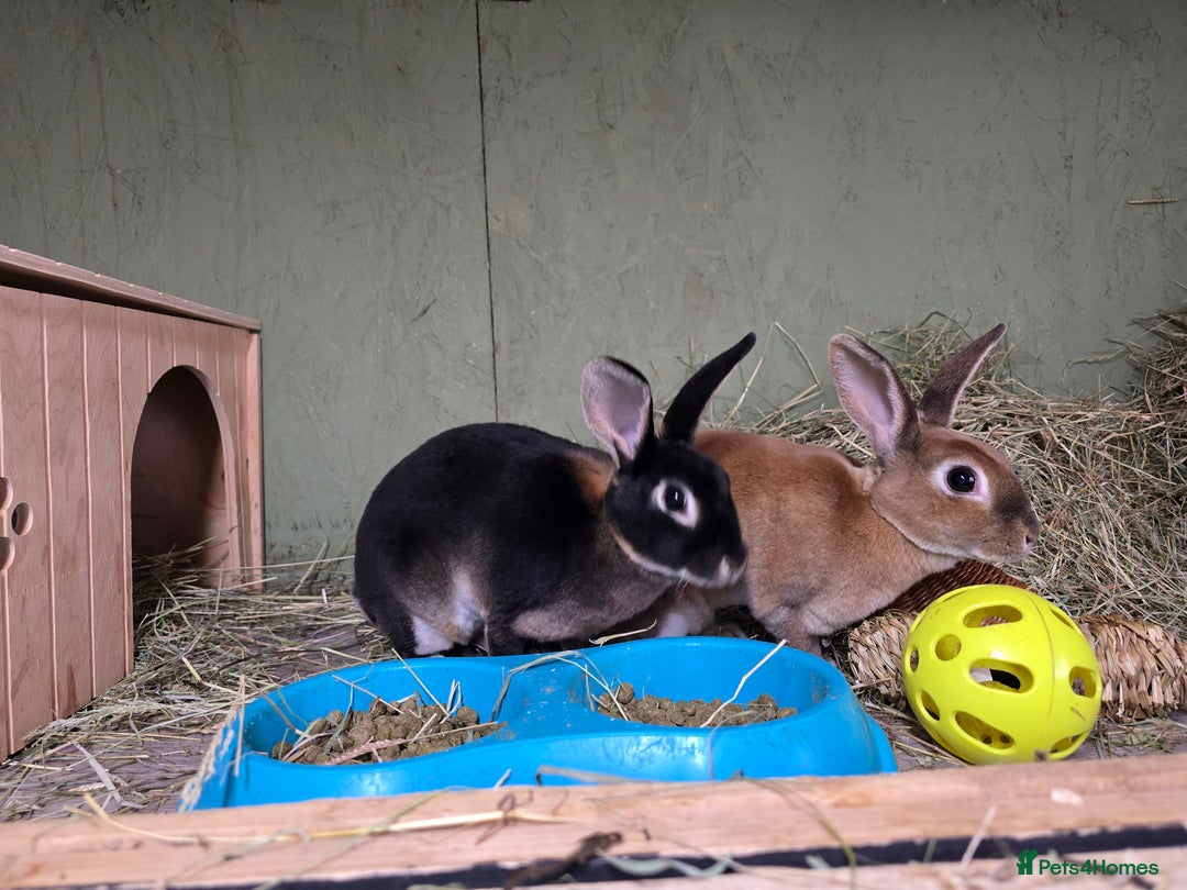 Rex rabbits for sale: Rescue 2 mini rex females bonded bunnies 4 months  - Image 1