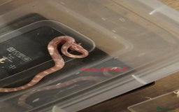 Corn Snake reptiles for sale: Beautiful corn snakes  - Image 22