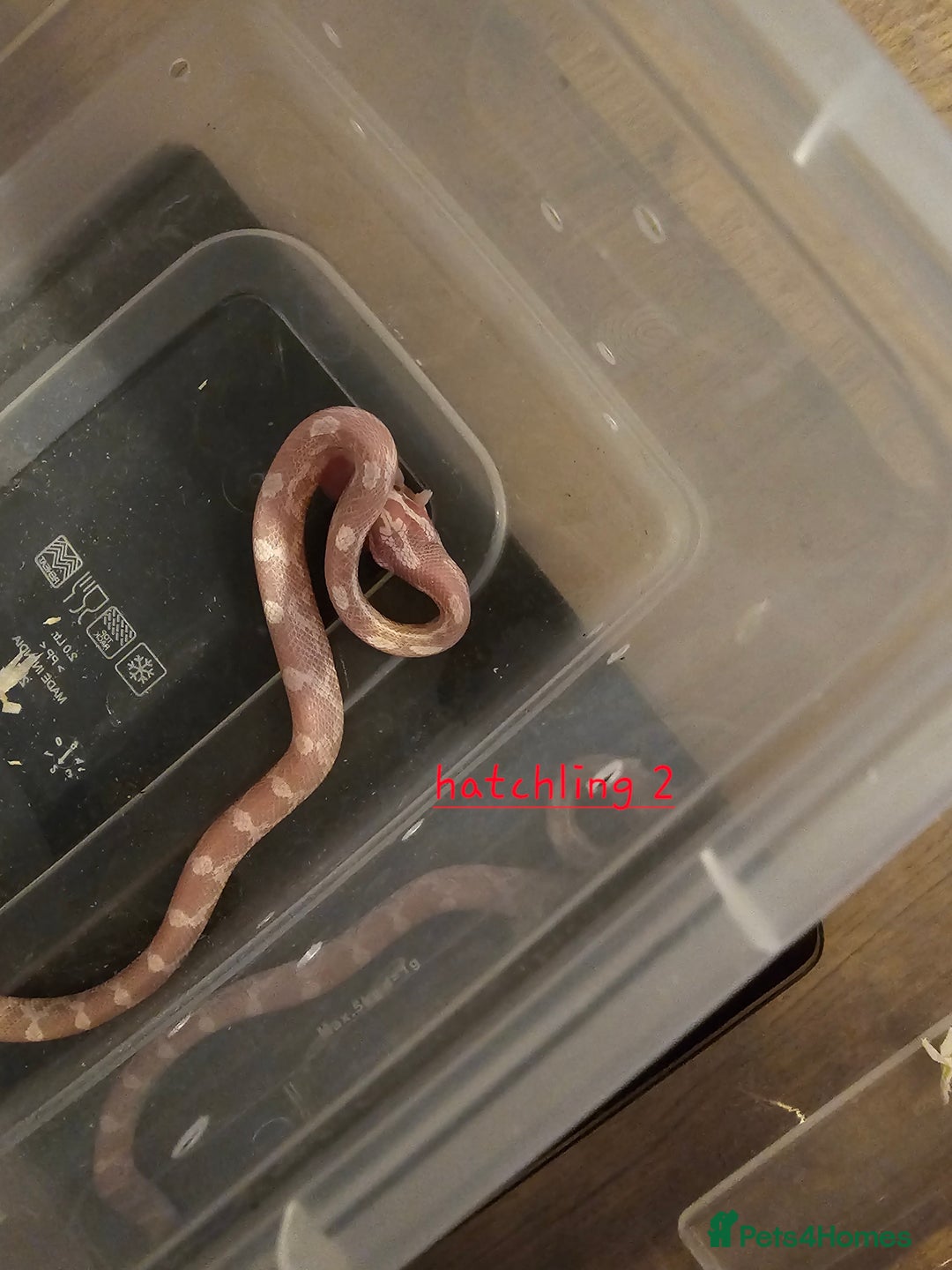 Corn Snake reptiles for sale: Beautiful corn snakes  - Image 22