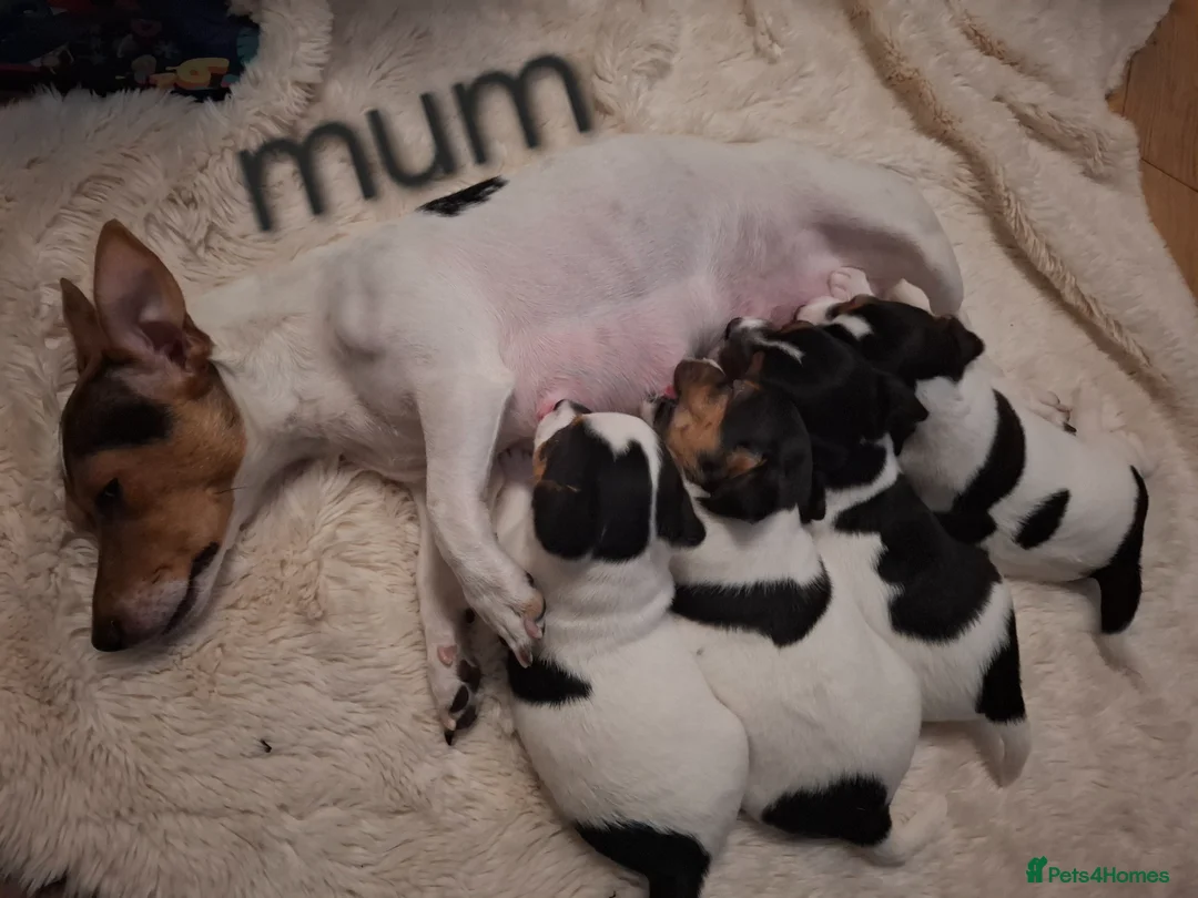 Jack Russell dogs for sale: 2 jack russel puppies  in Sunbury-on-Thames - Advert 3