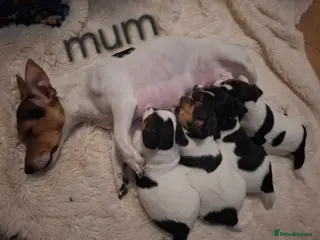 Jack Russell dogs 3. jack russel puppies - Advert 4
