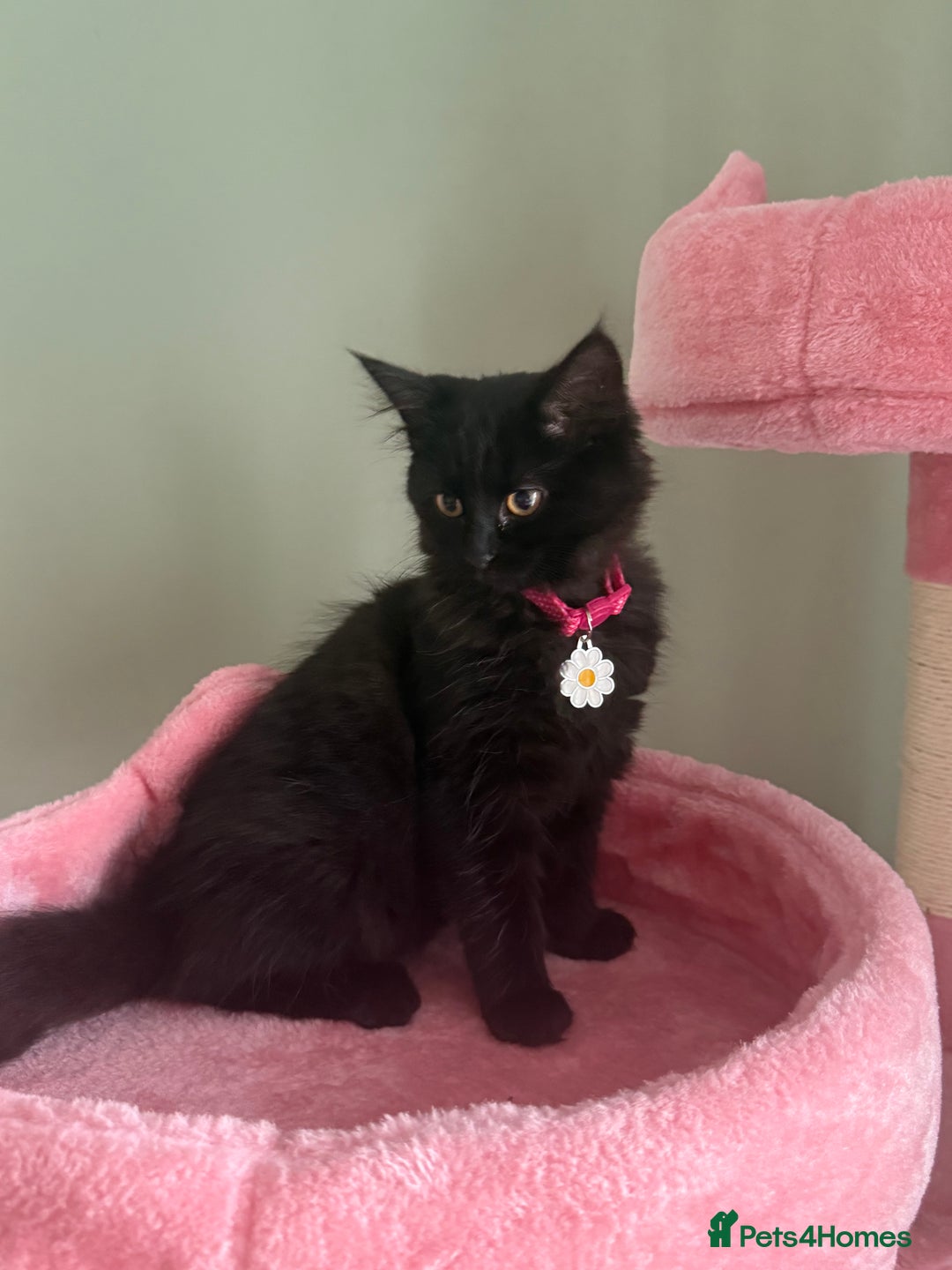 British Longhair cats for sale: Milly  - Advert 9