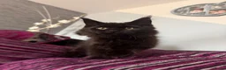 Maine Coon cats for sale: Beautiful Maine Coon Kittens  - Advert 1