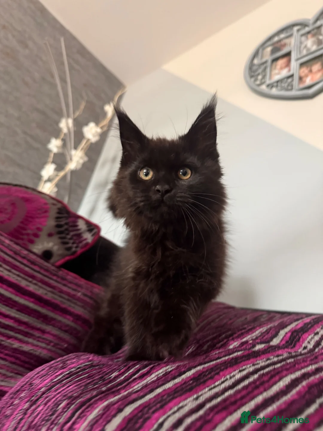 Maine Coon cats for sale: Beautiful Maine Coon Kittens  - Advert 1