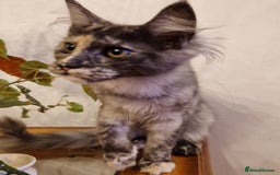 Maine Coon cats for sale: Gorgeous maine coon babies - Image 4