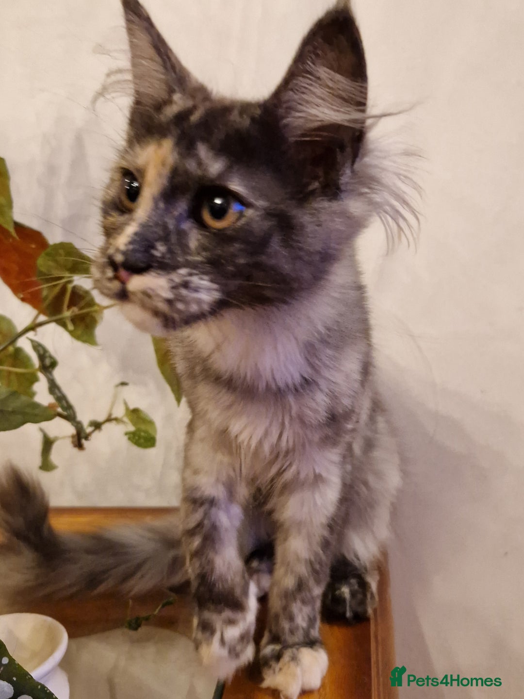 Maine Coon cats for sale: Gorgeous maine coon babies - Image 4