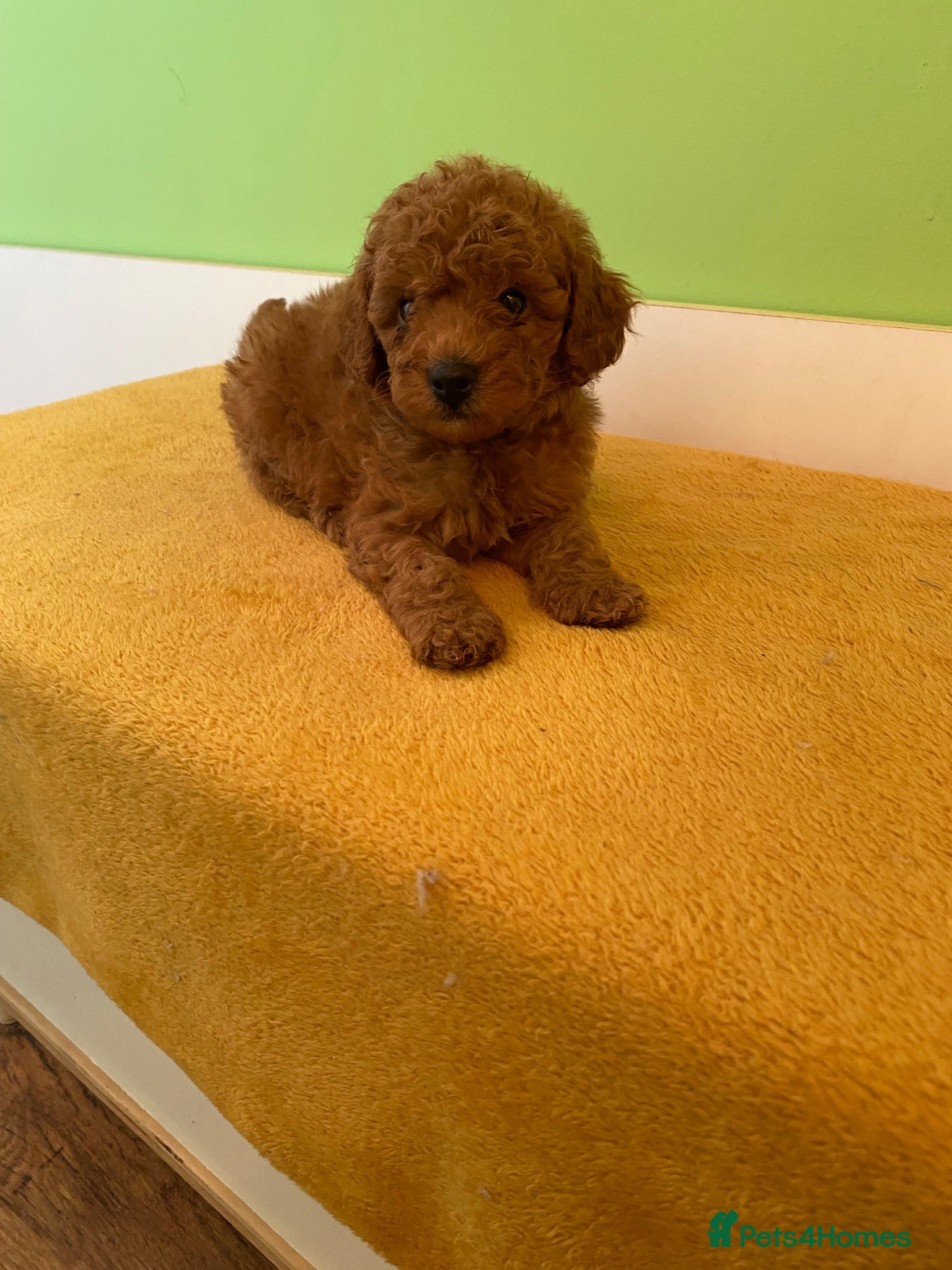 Toy Poodle dogs Toy poodle puppies - Advert 1