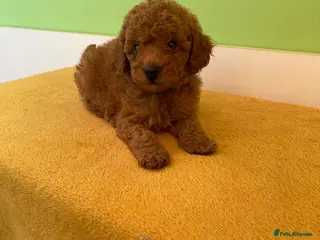 Toy Poodle dogs Toy poodle puppies - Advert 1