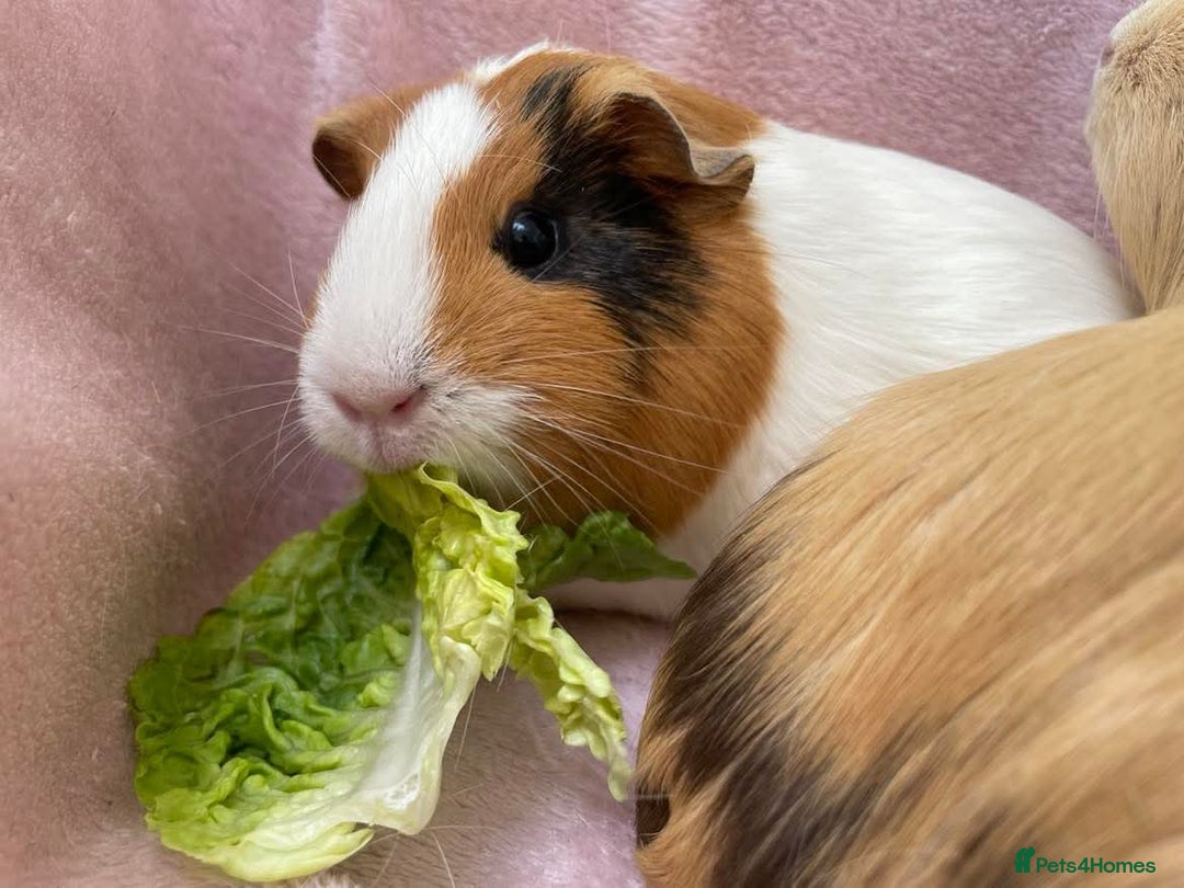 Guinea Pig rodents for sale: Female Pair  - Image 2