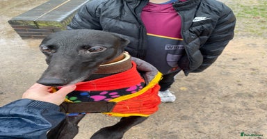 Greyhound dogs - Advert 1