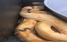 Boa Snake reptiles for sale: Albino Khal Boa Female - full setup, breeder pair - Image 5
