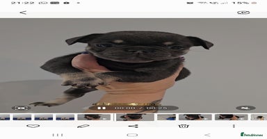 Frug dogs - Advert 11