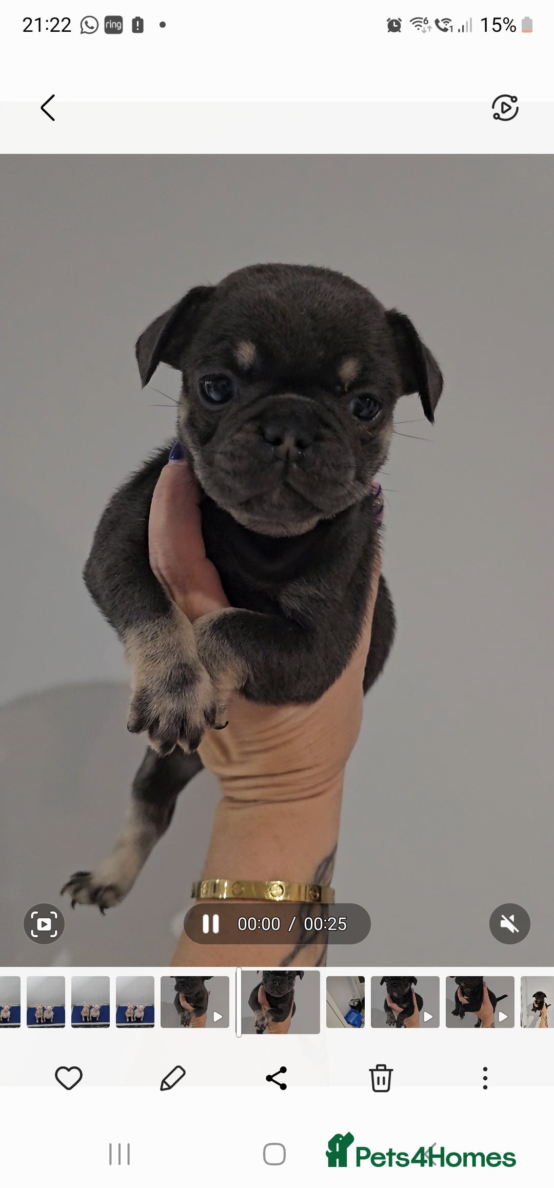 Frug dogs for sale: Beautiful Frug Babies 😍 - Image 2