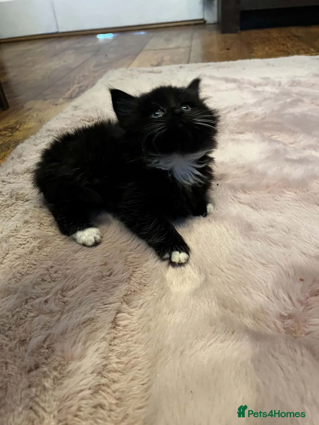 Mixed Breed cats for sale: Beautiful kittens for sale  in Stoke-on-Trent - Advert 19