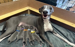 Whippet dogs for stud: Proven KC registered Whippet for Stud in London - Image 8