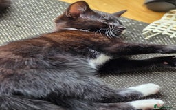Mixed Breed cats for sale: Kittens for sale - Image 9