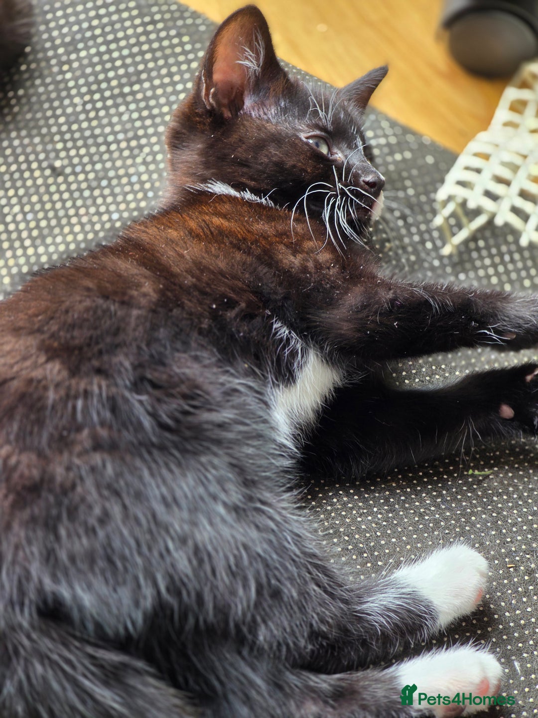 Mixed Breed cats for sale: Kittens for sale - Image 9