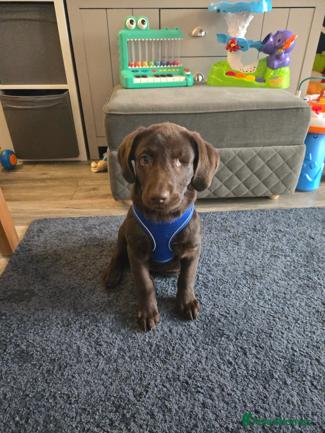 Mixed Breed dogs for sale: Yogi  - Advert 7