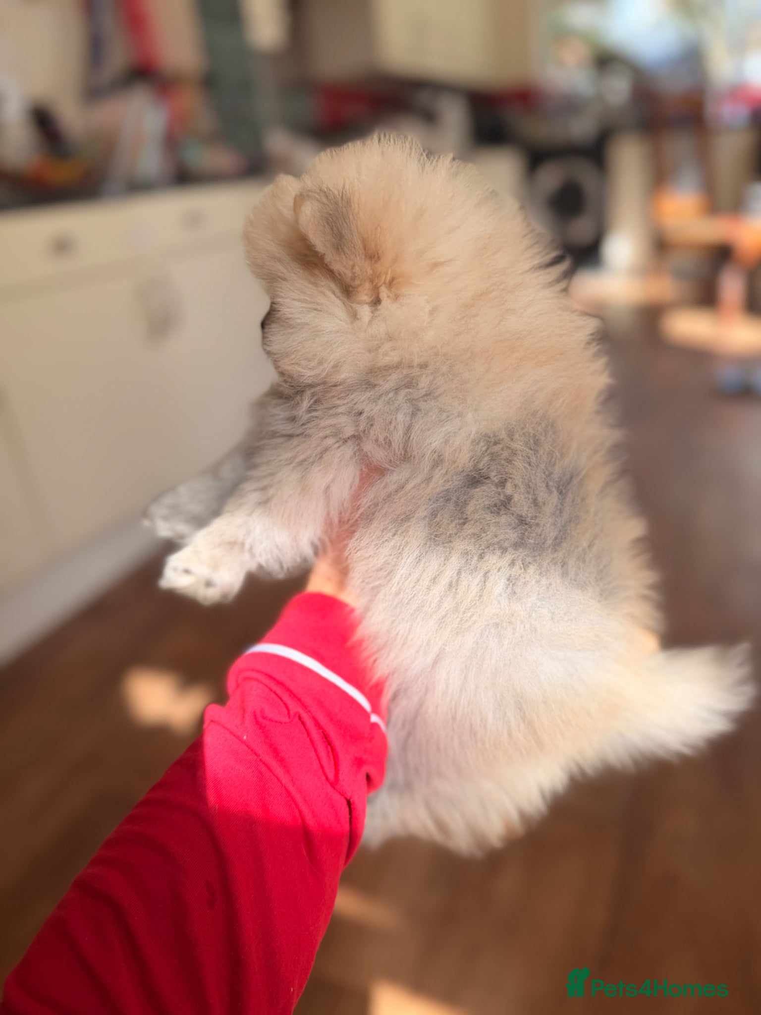 Pomeranian dogs ✨Exceptional Pomeranian Puppies -Ready Now✨ - Advert 6