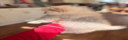 Pomeranian dogs for sale: ✨Exceptional Pomeranian Puppy -Ready Now✨ - Advert 2
