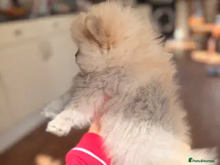 Pomeranian dogs ✨Exceptional Pomeranian Puppies -Ready Now✨ - Advert 6