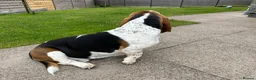 Basset Hound dogs for stud: Basset Hound Stud in Brecon - Advert 5