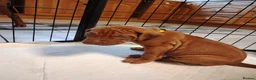 Rhodesian Ridgeback dogs for sale: Beautiful Rhodesian Ridgeback puppies-Family pet - Advert 24
