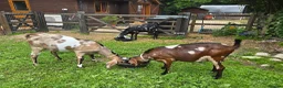Goats livestock for sale: Pedigree Anglo Nubian Billies - Advert 1