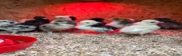 Mixed Breed poultry for sale: Ducks, ducklings, pullets, chicks - Advert 9