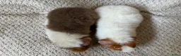Guinea Pig rodents for sale: Pure breed Teddy guinea pigs  - Advert 3