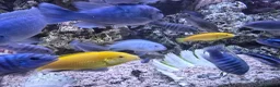 Cichlids fish for sale: 2 x fully stocked cichlids tanks for sale in Guildford - Advert 14