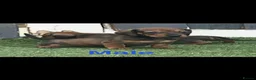 Dachshund dogs for sale: 6 beautiful dachshund puppies for sale !!😍 - Advert 9