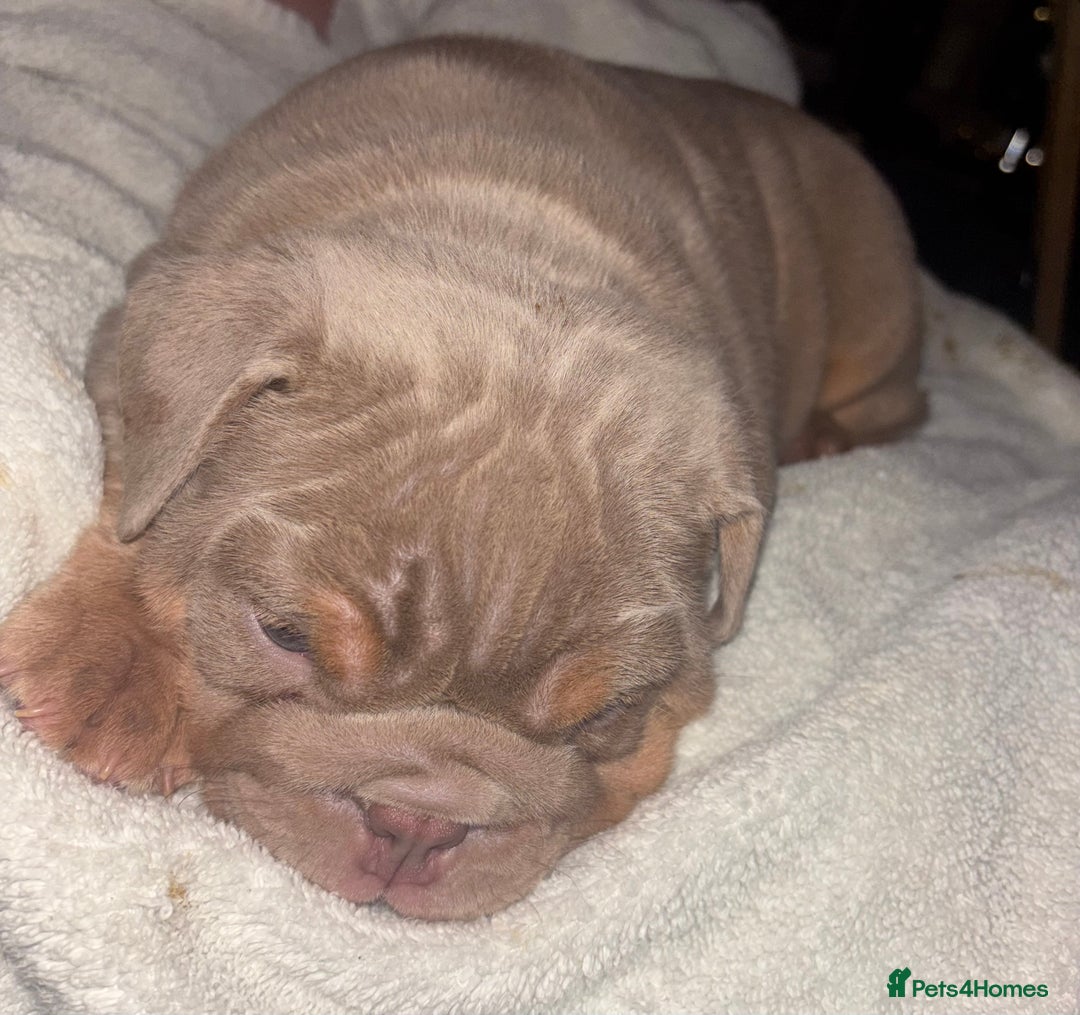 English Bulldog dogs for sale: 2 English bulldog 'lilac' puppies READY 8TH DEC 25 - Advert 26