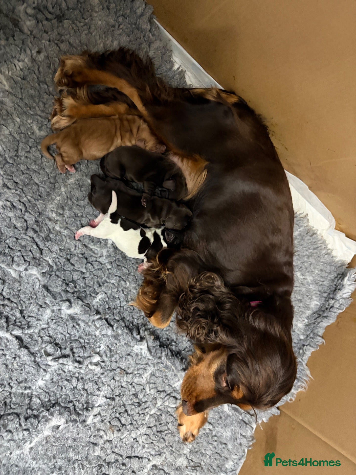 Cocker Spaniel dogs 5* SHOW COCKET SPANIEL PUPS, PARENTS HEALTH TESTED - Advert 14