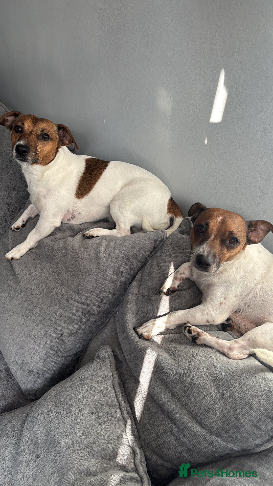 Jack Russell dogs for sale: Jack Russell pups  - Advert 8