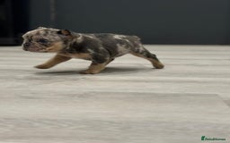 French Bulldog dogs for sale: French bulldog - Image 13