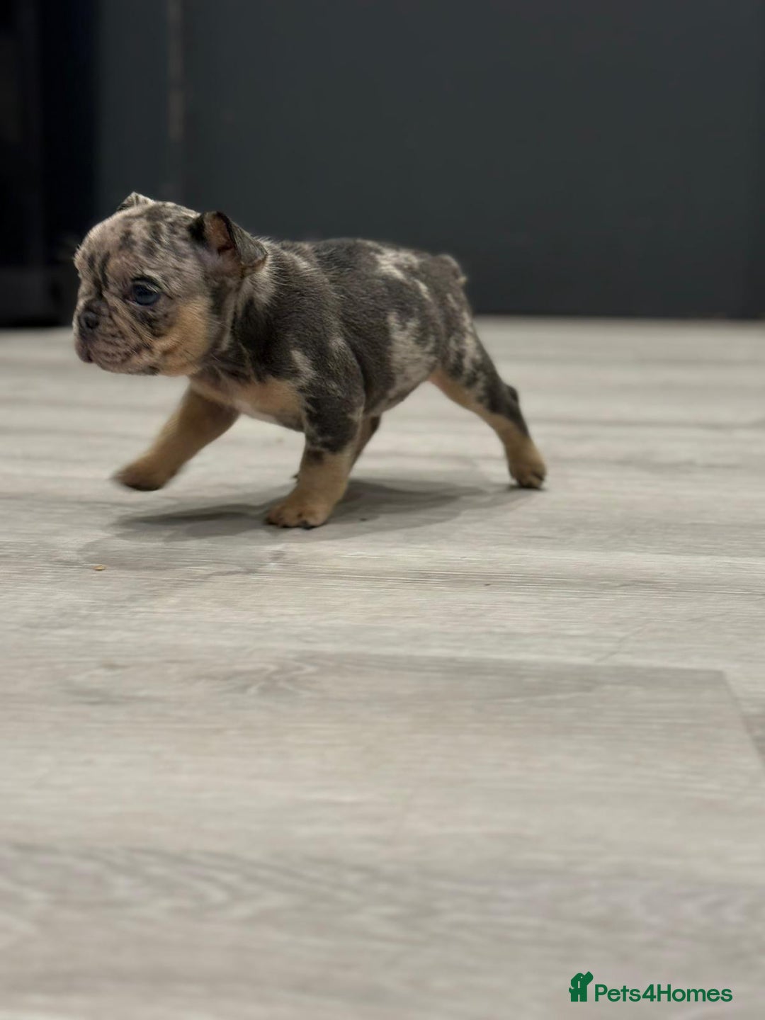 French Bulldog dogs for sale: French bulldog - Image 13