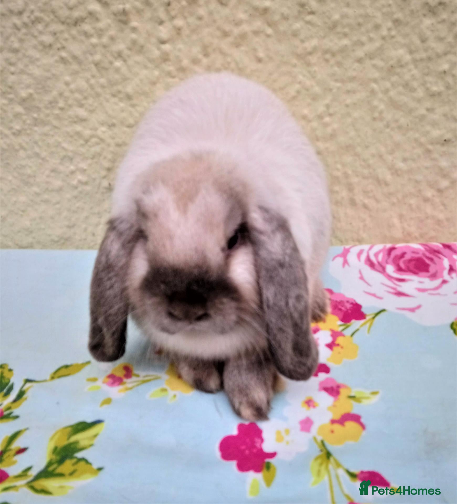 Mini Lop rabbits Pedigree Mini Lops - Advert 2