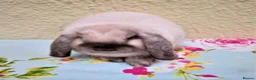 Mini Lop rabbits for sale: Pedigree Mini Lops in Tamworth - Advert 2