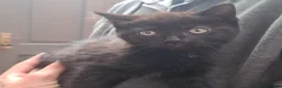 Mixed Breed cats for sale: Beautiful girls - Advert 4