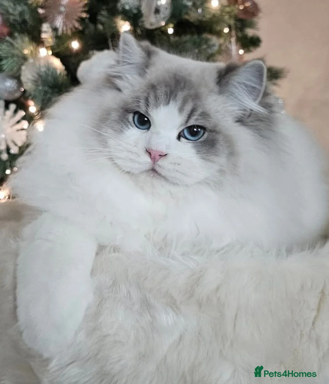 Ragdoll cats for sale: Council licence held. Stunning GCCF reg kittens  - Advert 1