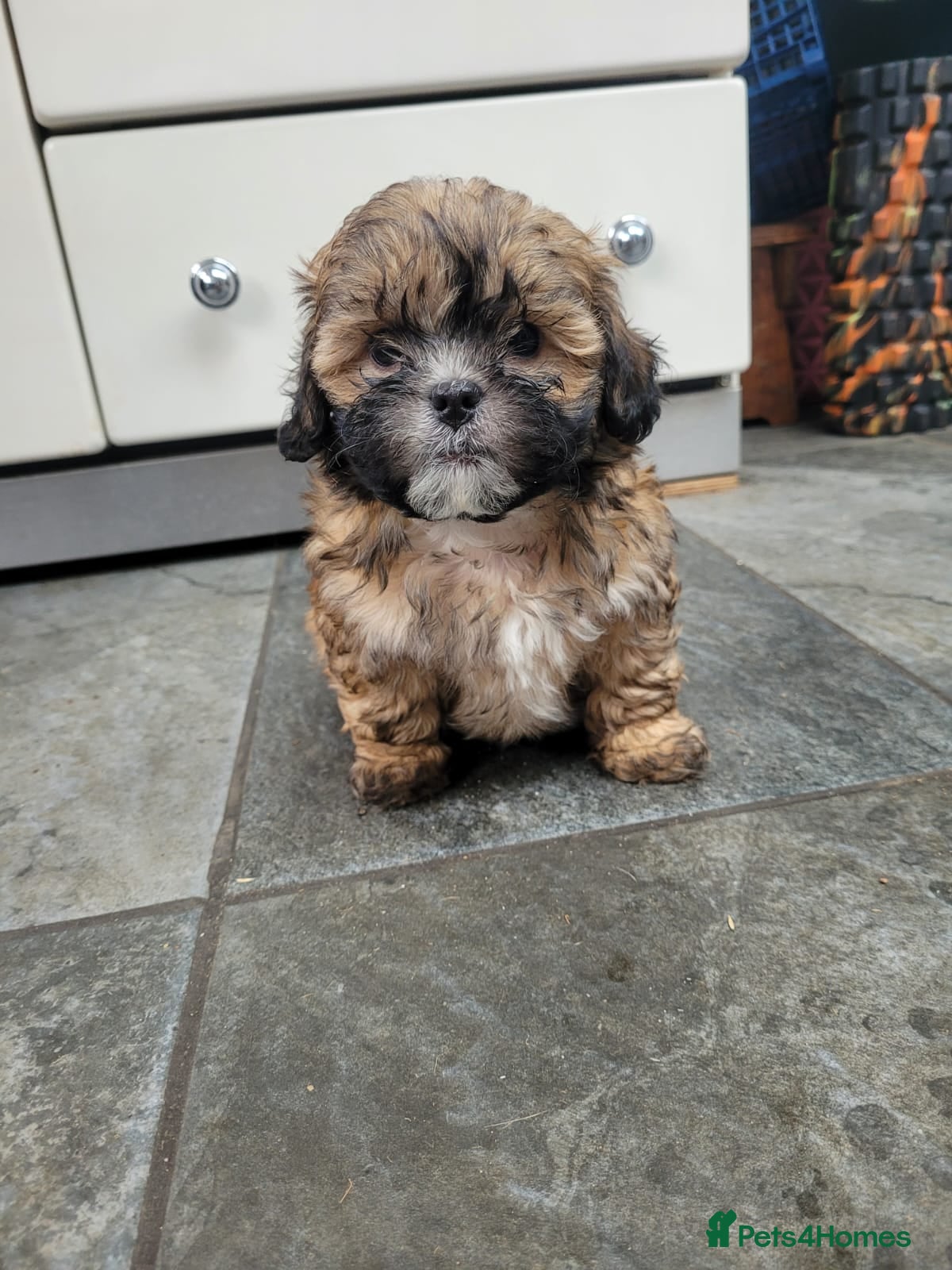 Shihpoo dogs Stunning Phantom Shihpoos! - Advert 6