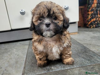 Shihpoo dogs Stunning Phantom Shihpoos! - Advert 6