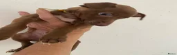 Italian Greyhound dogs for sale: Beautiful Italian greyhound puppies  - Advert 22