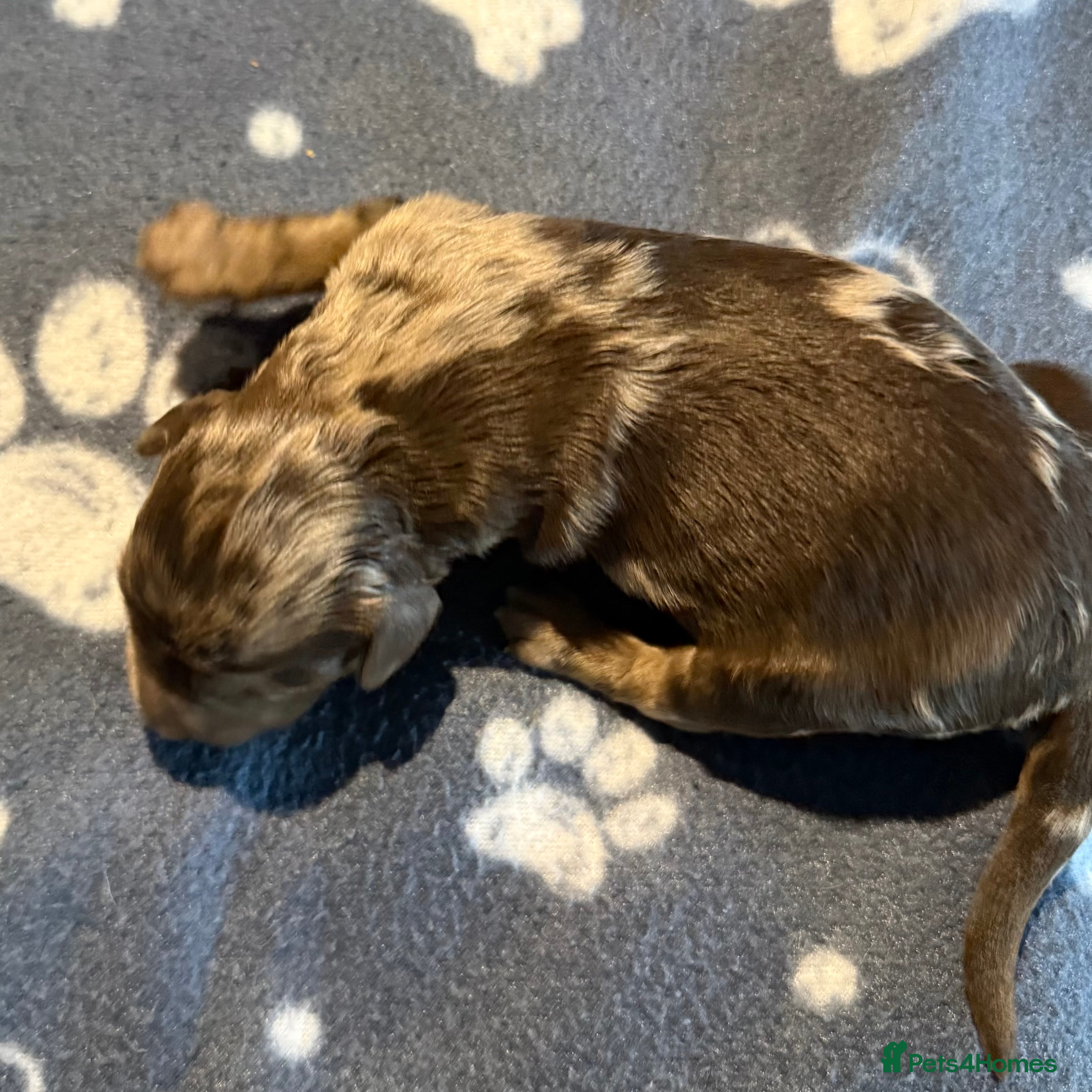 Australian Labradoodle dogs AUSTRALIAN LABRADOODLE  - Advert 2